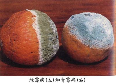 柑桔-奔象-091无核沃柑-金秋砂糖橘-青霉病-绿霉病